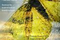 Expositions dans les Vosges en 2021
