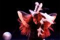 Danse dans la Haute-Garonne en 2019 et 2020