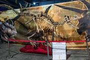 Le Musée Ephémère: les Dinosaures arrivent