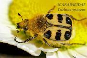Les scarabes de Sainte Gemmes