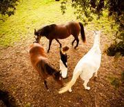 Les chevaux clestes