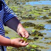 Escap'Algues - Balade-découverte sur les algues