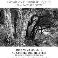 Les arbres aussi étaient bibliques (2)