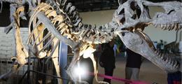 Le Musée Ephémère: les dinosaures arrivent à Saint Etienne