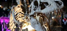 Le Muse phmre: Exposition de dinosaures