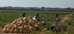 Palestine, les graines de la rsistance. Solidarit avec les paysans sous blocus
