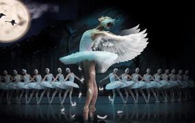 Spectacle Le Lac Des Cygnes