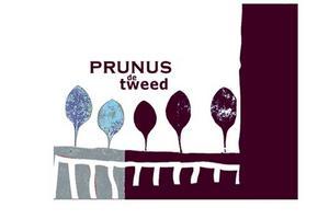 Prunus de tweed Rouen