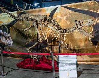 Le Musée Ephémère: les Dinosaures arrivent