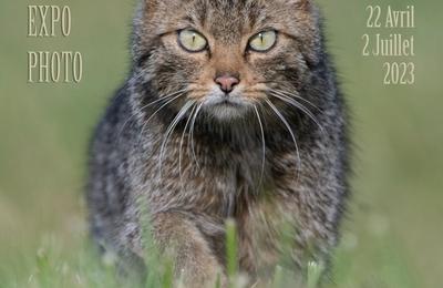 Regard Sauvage  Lavoute Chilhac