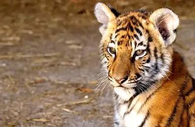 Vivre avec les Tigres du Bengale à La Ciotat
