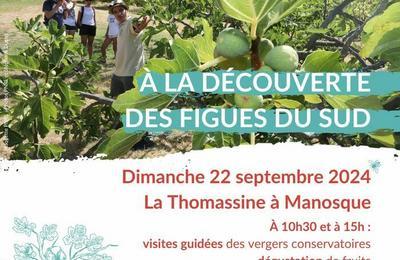 A la dcouverte des figues du Sud  la Thomassine  Manosque