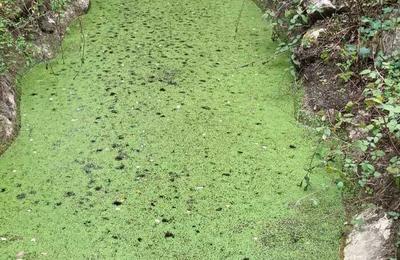 Action de rhabilitation d'une fontaine  Cabrieres d'Avignon