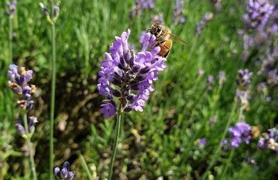 Animation autour des abeilles et de la ruche  Chemill-en-Anjou