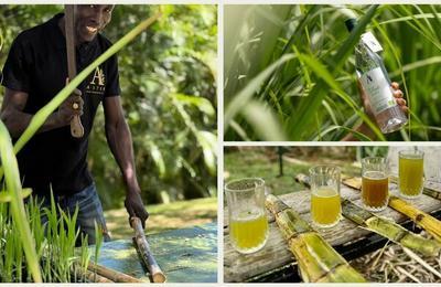 Atelier autour de la canne  sucre des Rhums  Le Francois