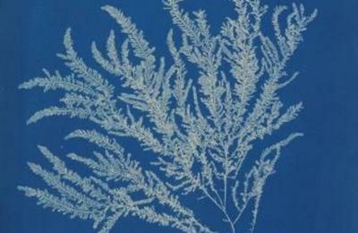 Atelier cyanotype : photographie vgtale  Baug-en-Anjou