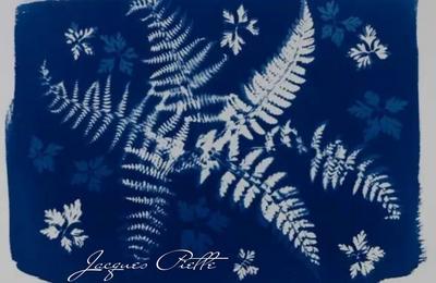 Atelier cyanotype  Saint Jean le Thomas