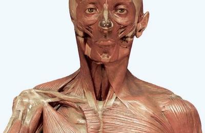 Collection de l'institut d'anatomie normale  Strasbourg