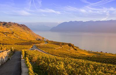 Confrence Le vignoble en terrasses de Lavaux, un patrimoine mondial  Bordeaux