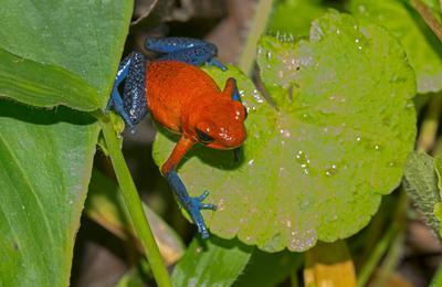 Confrence : Les couleurs de la nature  Nimes