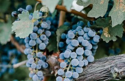 Confrence sur l'histoire de la vigne et de la culture du vin  Grimaud