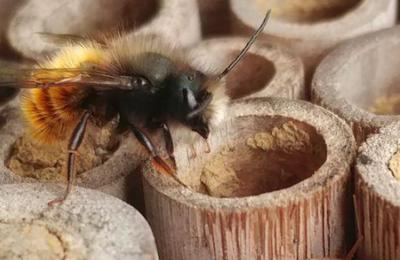 Confrence sur les abeilles sauvages  Porcieu Amblagnieu