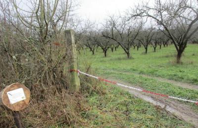 Dcouvrez avec un apiculteur un cosystme au service de la biodiversit  Bulligny