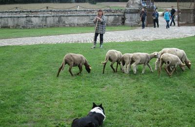 Dmonstration de chiens de berger  Bouray sur Juine
