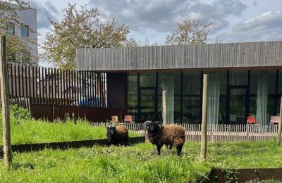 Dmonstration : la petite ferme du CAUE  Le Petit Quevilly