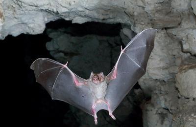 Dmonstration : nuit de la chauve-souris  Radepont