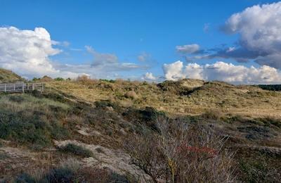 Entretien participatif de la dune  Merlimont