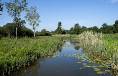 Explorez un marais mlant histoire et biodiversit  Saint Leonard