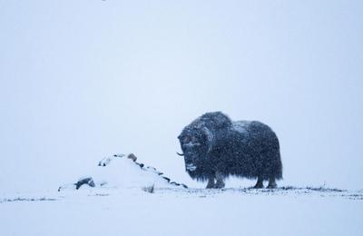 Le Vivant Autrement, Histoires d'Alaska  Dijon