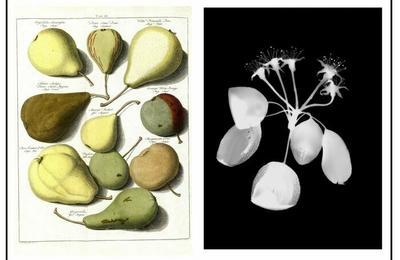 Exposition herbier pomologie, de la fleur  l'arbre fruitier  Paris 7me