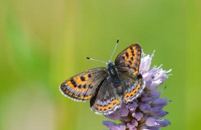 Exposition Le Parc terre de Pollinisation  Murat