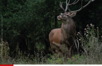 Exposition Photos Au Coeur de la Faune Sauvage  Tarbes