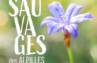 Exposition temporaire Herbes sauvages des Alpilles  Saint Remy de Provence