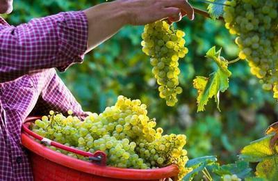 Fte Des Vendanges De Soumard  Fouras