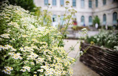 Guide De Visite Adulte  Jardin De Plantes Mdicinales De L'htel-dieu   Troyes