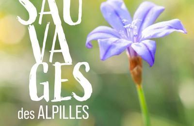 Herbes Sauvages des Alpilles  Saint Remy de Provence