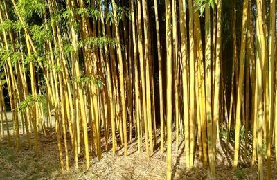 Jardin Bambous En Provence  Eyragues