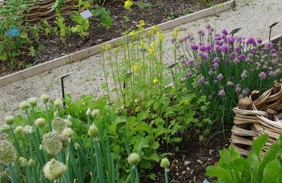 Jardin mdival, visites guides  Mane