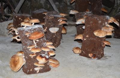 La Cave vivante du champignon  Le Puy Notre Dame