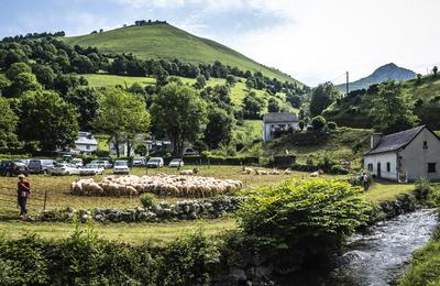 La transhumance, patrimoine culturel immatriel de l'humanit  Laruns