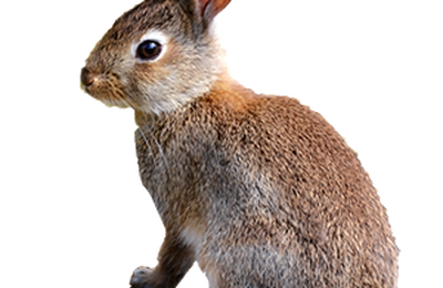 Le problme lapin  Thouars