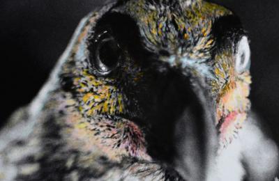 Le Silence des Oiseaux, exposition photographique de Marie Frcon  Gagnac sur Garonne