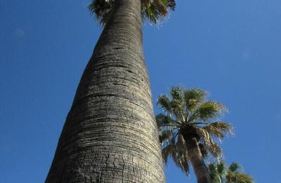 Les Arbres Remarquables  Hyeres