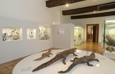 Les collections du muséum d'histoire naturelle à Troyes