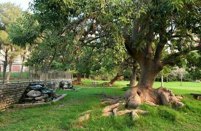 Les plantes et les arbres parlent aux Hommes, par Franck Angeli, guide-confrencier  Bastia