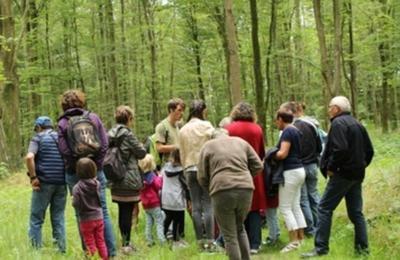 Levez les yeux ! Parcours dcouverte en milieu forestier  Montfiquet